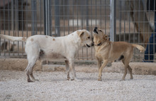 PEPE, Hund, Mischlingshund in Italien - Bild 5