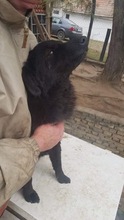MALA, Hund, Mischlingshund in Ungarn - Bild 22