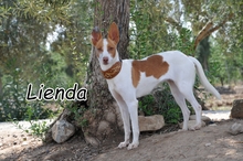 LIENDA, Hund, Podenco Andaluz in Spanien - Bild 1
