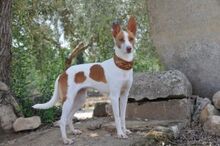 LIENDA, Hund, Podenco Andaluz in Spanien - Bild 2