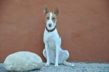 LIENDA, Hund, Podenco Andaluz in Spanien - Bild 4