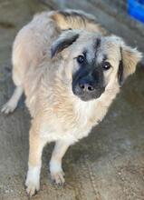 BAXTER, Hund, Mischlingshund in Griechenland - Bild 4