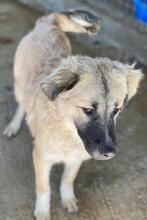 BAXTER, Hund, Mischlingshund in Griechenland - Bild 7