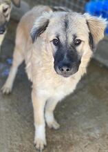 BAXTER, Hund, Mischlingshund in Griechenland - Bild 8