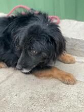 ABEL, Hund, Mischlingshund in Ungarn - Bild 3