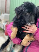 ABEL, Hund, Mischlingshund in Ungarn - Bild 7