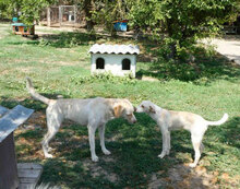 ELTON, Hund, Mischlingshund in Bulgarien - Bild 10