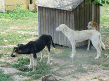 ELTON, Hund, Mischlingshund in Bulgarien - Bild 11