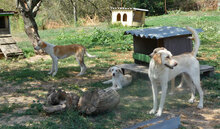 ELTON, Hund, Mischlingshund in Bulgarien - Bild 12
