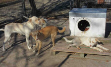 ELTON, Hund, Mischlingshund in Bulgarien - Bild 4