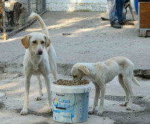 ELTON, Hund, Mischlingshund in Bulgarien - Bild 6