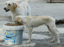 ELTON, Hund, Mischlingshund in Bulgarien - Bild 7