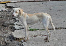 ELTON, Hund, Mischlingshund in Bulgarien - Bild 8