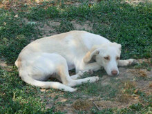 ELTON, Hund, Mischlingshund in Bulgarien - Bild 9