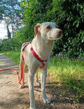 ELTON, Hund, Mischlingshund in Nauheim - Bild 18