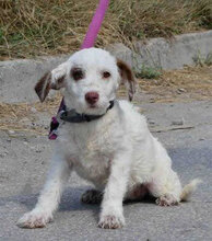 ORY, Hund, Mischlingshund in Bulgarien - Bild 1