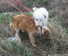 ORY, Hund, Mischlingshund in Bulgarien - Bild 11