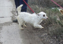 ORY, Hund, Mischlingshund in Bulgarien - Bild 13