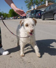 ORY, Hund, Mischlingshund in Bulgarien - Bild 14