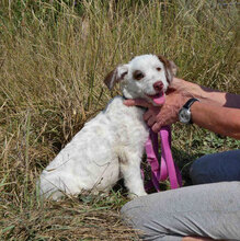ORY, Hund, Mischlingshund in Bulgarien - Bild 2