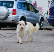 ORY, Hund, Mischlingshund in Bulgarien - Bild 4