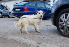 ORY, Hund, Mischlingshund in Bulgarien - Bild 5
