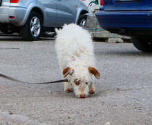 ORY, Hund, Mischlingshund in Bulgarien - Bild 6