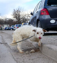 ORY, Hund, Mischlingshund in Bulgarien - Bild 7