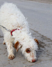 ORY, Hund, Mischlingshund in Bulgarien - Bild 9