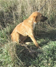 NABIA, Hund, Mischlingshund in Bulgarien - Bild 1