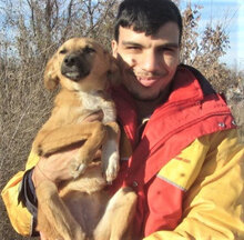 NABIA, Hund, Mischlingshund in Bulgarien - Bild 10