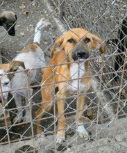 NABIA, Hund, Mischlingshund in Bulgarien - Bild 11