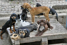 NABIA, Hund, Mischlingshund in Bulgarien - Bild 12