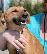 NABIA, Hund, Mischlingshund in Bulgarien - Bild 13