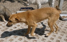 NABIA, Hund, Mischlingshund in Bulgarien - Bild 14