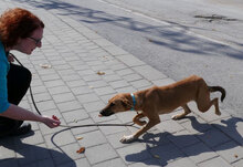 NABIA, Hund, Mischlingshund in Bulgarien - Bild 15