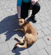 NABIA, Hund, Mischlingshund in Bulgarien - Bild 16
