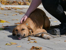 NABIA, Hund, Mischlingshund in Bulgarien - Bild 17
