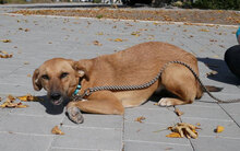 NABIA, Hund, Mischlingshund in Bulgarien - Bild 19