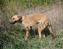 NABIA, Hund, Mischlingshund in Bulgarien - Bild 20