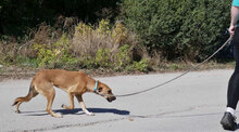 NABIA, Hund, Mischlingshund in Bulgarien - Bild 21