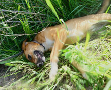 NABIA, Hund, Mischlingshund in Bulgarien - Bild 22
