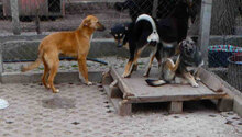 NABIA, Hund, Mischlingshund in Bulgarien - Bild 24