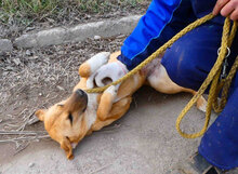NABIA, Hund, Mischlingshund in Bulgarien - Bild 26