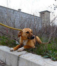 NABIA, Hund, Mischlingshund in Bulgarien - Bild 27