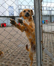 NABIA, Hund, Mischlingshund in Bulgarien - Bild 29