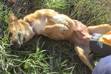 NABIA, Hund, Mischlingshund in Bulgarien - Bild 3