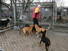 NABIA, Hund, Mischlingshund in Bulgarien - Bild 30