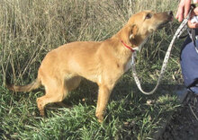 NABIA, Hund, Mischlingshund in Bulgarien - Bild 4