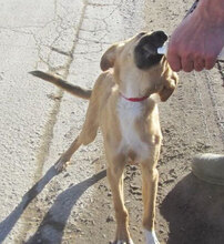 NABIA, Hund, Mischlingshund in Bulgarien - Bild 5